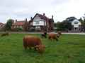 UK Highland Cattle